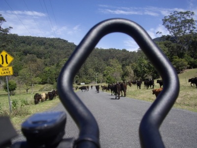 cows-road-3